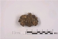 藏品(球粉衣屬)的圖片